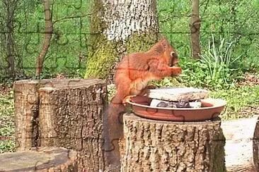 פאזל של Ã©cureuil gourmand