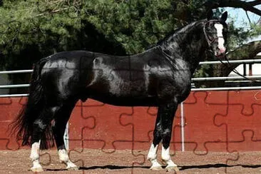 hermoso negro