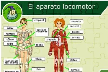 sistema locomotor jigsaw puzzle