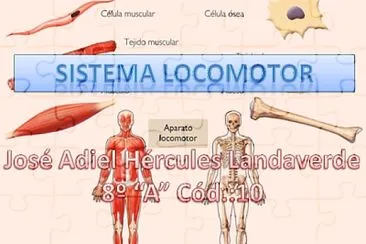 sistema locomotor jigsaw puzzle