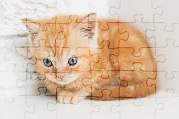 gatito jigsaw puzzle