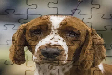 Springer Spaniel jigsaw puzzle