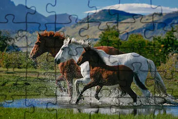 Horses jigsaw puzzle