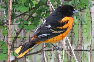 Baltimore Oriole