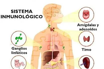 sistema inmunologico jigsaw puzzle