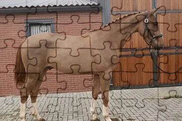 Warmblood belga jigsaw puzzle