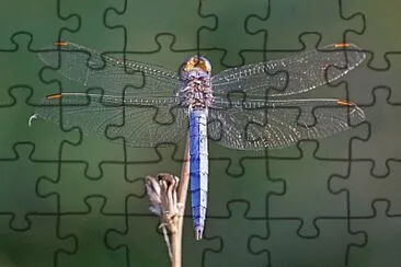 Orthetrum brunneum jigsaw puzzle