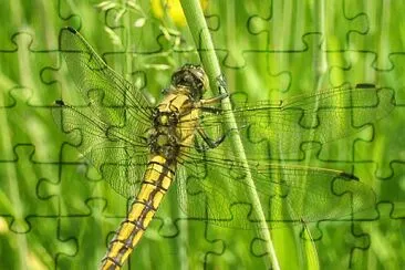 Orthetrum cancellatum jigsaw puzzle