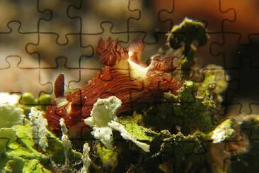 Nembrotha livingstonei jigsaw puzzle