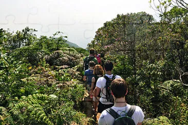 Floresta da Tijuca - Rio de Janeiro jigsaw puzzle