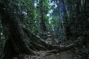 Floresta da Tijuca - Rio de Janeiro