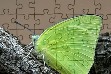 Catopsilla pomona jigsaw puzzle