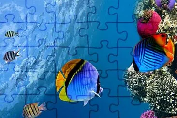 CORAL jigsaw puzzle