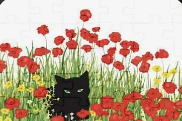 Chat coquelicots