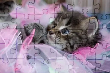 פאזל של Voici un puzzle chat