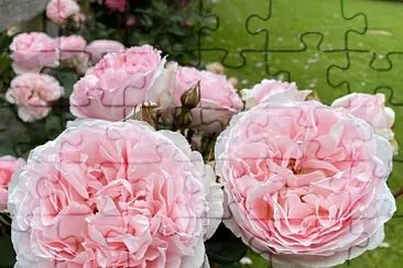 flores jigsaw puzzle