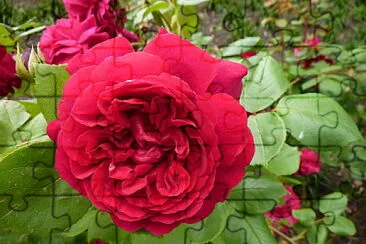 פאזל של Rose rouge Ã  OLINDA (Australie)