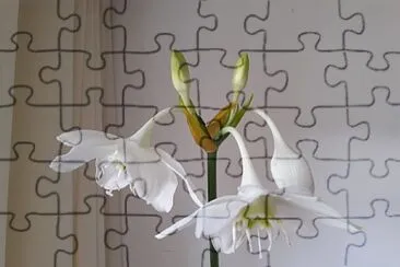 FLOR EN CASA 2 jigsaw puzzle