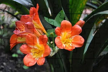 Flores jigsaw puzzle