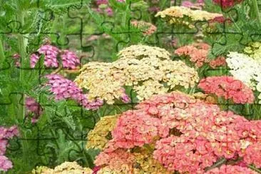 Achillea Crithmifolia