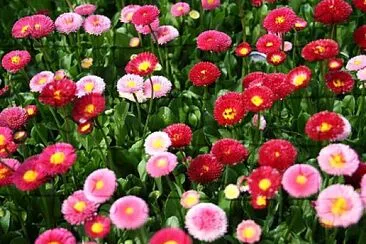 Bellis Perenni jigsaw puzzle