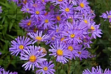 Aster jigsaw puzzle