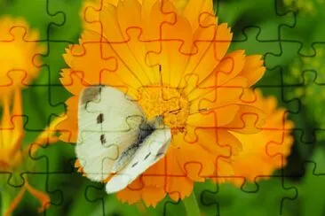 Calendula jigsaw puzzle