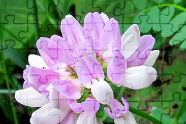 Coronilla Varia