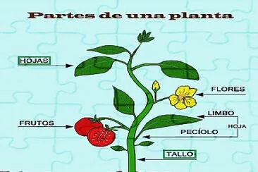 La planta