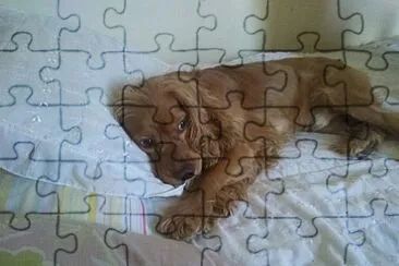 Mascota dog jigsaw puzzle