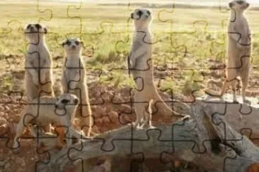 Meerkat 7