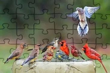 animales jigsaw puzzle