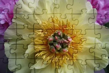 flores jigsaw puzzle