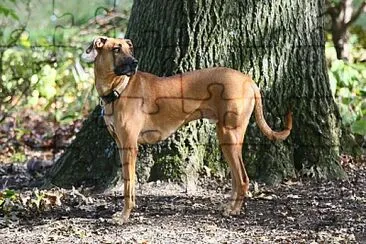 Black mouth cur