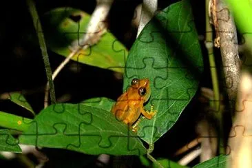 Llanero coqui