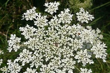 Daucus Carota