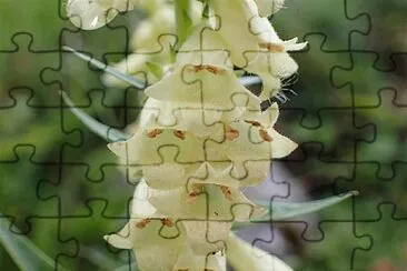 Digitalis Lutea