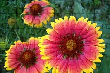 Gaillardia jigsaw puzzle