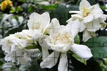 Gardenia