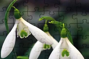 Galanthus Atkinsii (nivalis) jigsaw puzzle