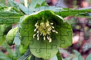 Helleborus Viridis