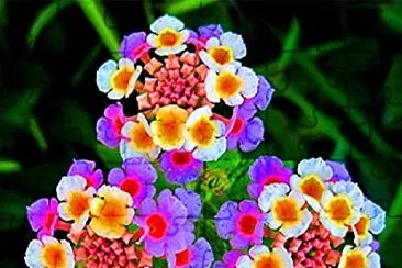 Lantana