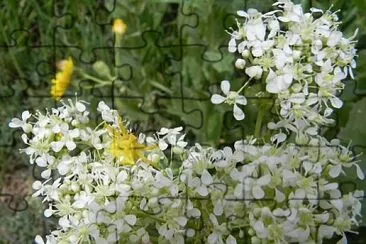 פאזל של Lepidum Draba