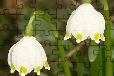 Leucojum Vernum jigsaw puzzle