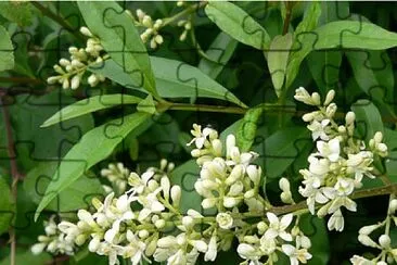 פאזל של Ligustrum Vulgaris