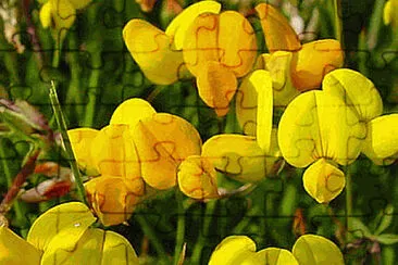 פאזל של Lotus Corniculatus