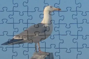 Mouette jigsaw puzzle