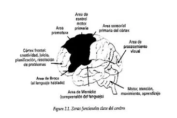 Zonas del cerebro