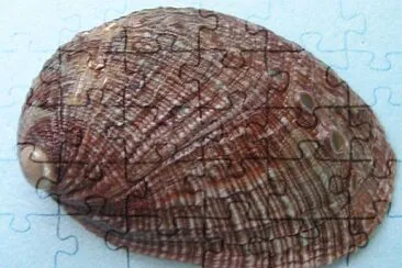 Haliotis diversicolor