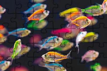 petits poissons jigsaw puzzle